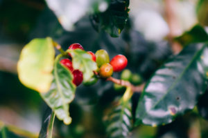 Vedeli ste, že aj doma môžete pestovať kávu?
